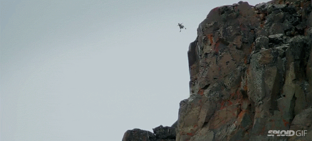 Tiny Gosling Chicks Jump 120m Off A Cliff To Survive
