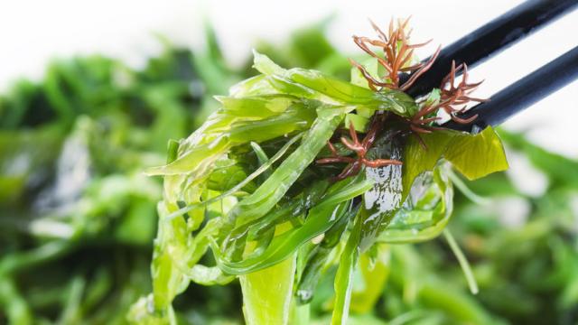 From Ice Cream To Toothpaste: Seaweed’s Hidden Uses