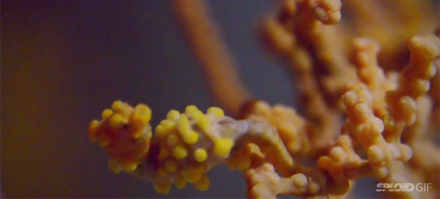 These Pygmy Seahorses Are So Good At Changing Colours For Camouflage