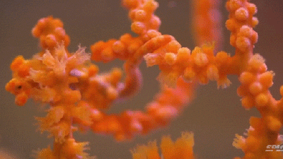 These Pygmy Seahorses Are So Good At Changing Colours For Camouflage