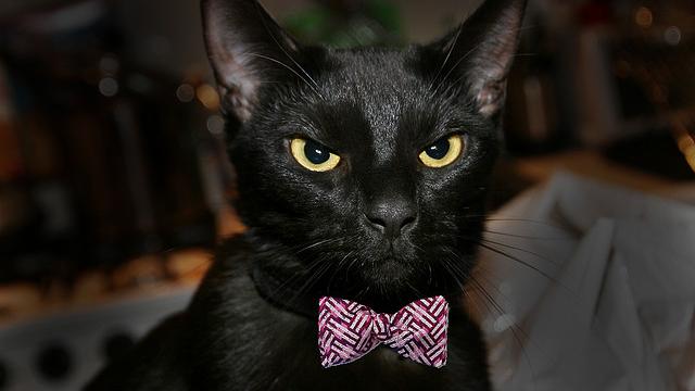 US Shelters Ban Black Cat Adoption On Halloween To Prevent Animal Torture