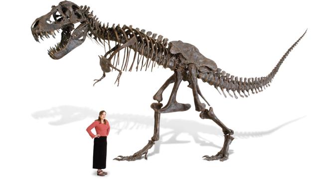 Of Course Hammacher Will Sell You An Amazing Full-Size T-Rex Skeleton