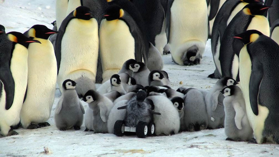 (Adorable Baby Robot Penguin) Big Brother Is Watching