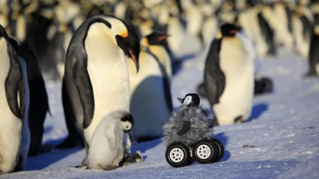 (Adorable Baby Robot Penguin) Big Brother Is Watching