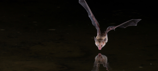 Bats Can Use Sonar Jamming To Steal Food From Each Other