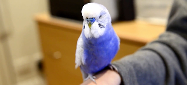 This Australian Budgie Sounds Exactly Like R2-D2