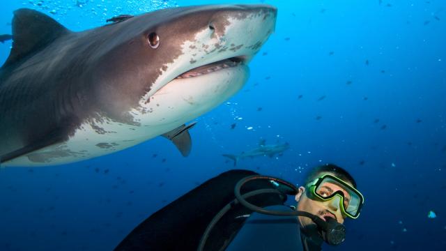 Monster Machines: Australian Electric Fence Could Safely Segregate Swimmers And Sharks