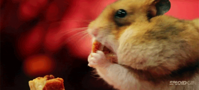 Tiny Hamster Eating Too Much Tiny Thanksgiving Food Is Just So Cute