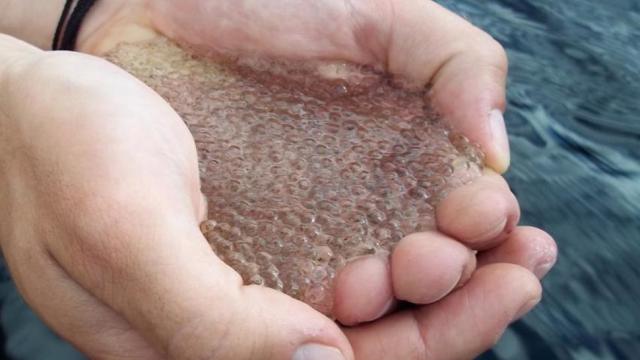 Some Of Canada’s Lakes Are Turning Into Jelly Thanks To Acid Rain