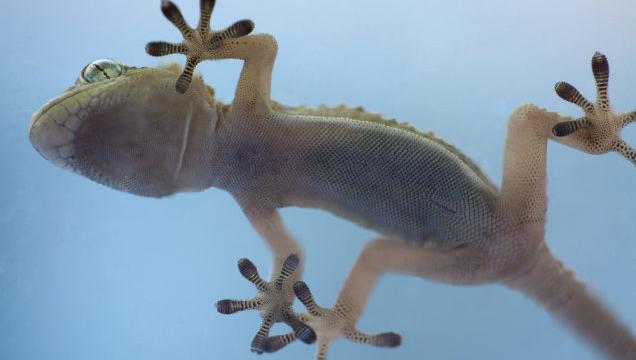 These Gloves Let You Climb A Glass Wall Like A Gecko