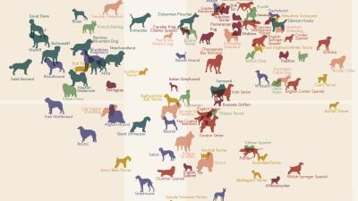 Dog Breeds Ranked: Who Is The Best, Smartest Doggie?