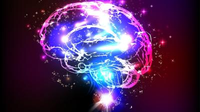 How Did Brains Evolve?