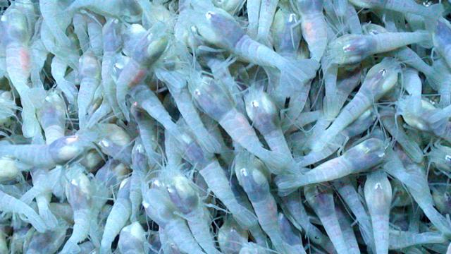 Scientists Say These Mysterious Prawns May Hold Keys To Alien Life