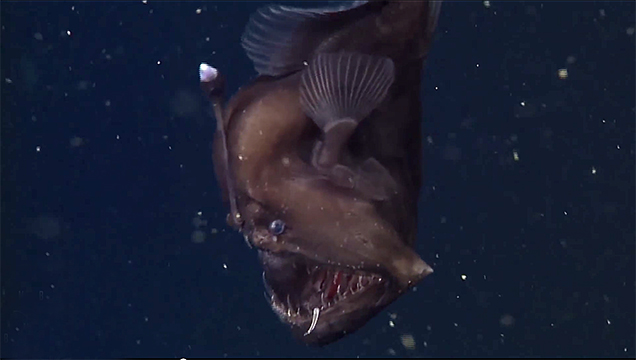 Underwater Monster Captured On Video For The First Time Ever