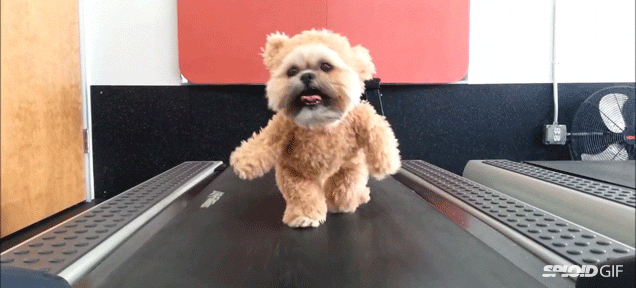 Puppy In A Teddy Bear Costume Walking On A Treadmill Is A Real Life Ewok