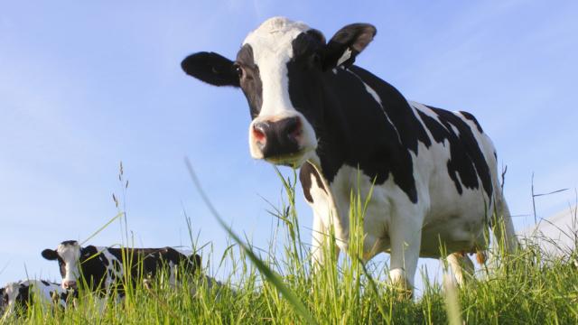 Cows With Human Chromosomes Can Now Make Human Antibodies 