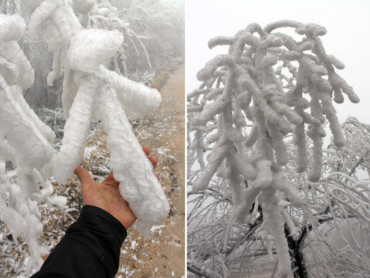 Iced Fog Turns Forest Into Real Life Frozen Magic Kingdom