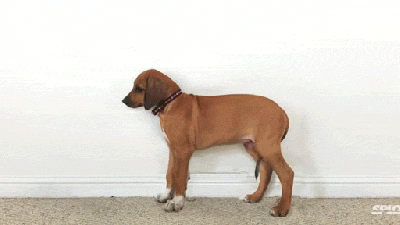 Watch A Puppy Grow Into A Full-Grown Dog In 23 Seconds