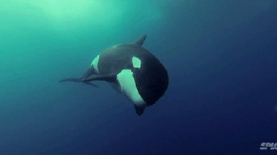 Outstanding Underwater Film Makes Killer Whales Look Like Magical Creatures