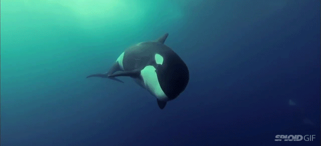 Outstanding Underwater Film Makes Killer Whales Look Like Magical Creatures