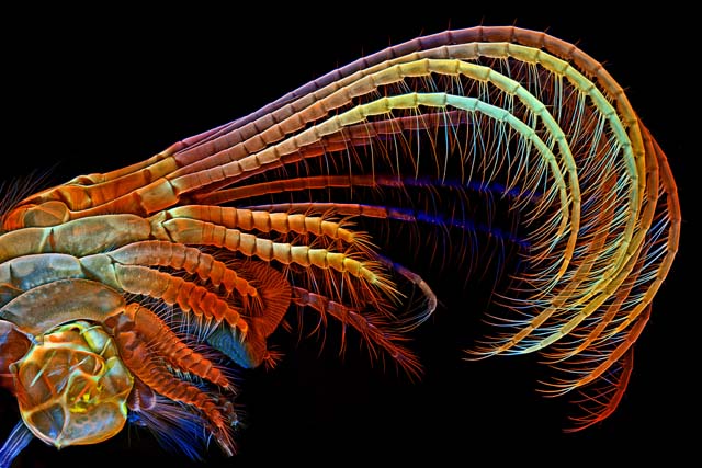The Alien And Eerie Beauty Of The Year’s Best Microscopic Photos