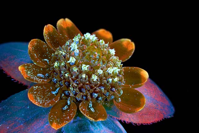 The Alien And Eerie Beauty Of The Year’s Best Microscopic Photos