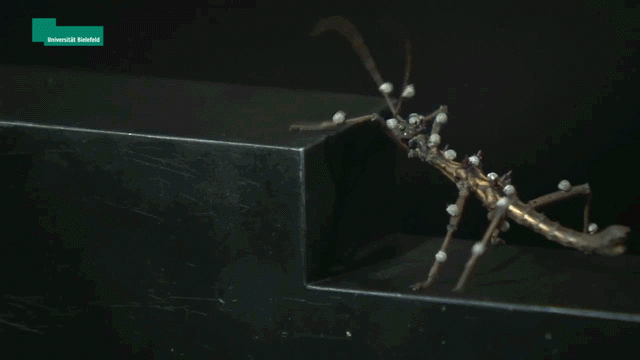 Giant Robotic Insects Are The Adorable Stuff Of Nightmares