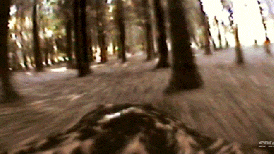 Video: Incredible View Of A Hawk Flying Through A Forest Of Trees