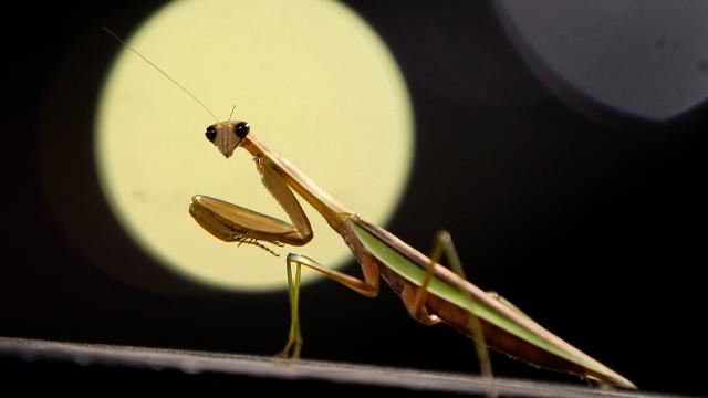 Hungry Female Praying Mantis Will Fake Fertility To Eat Males