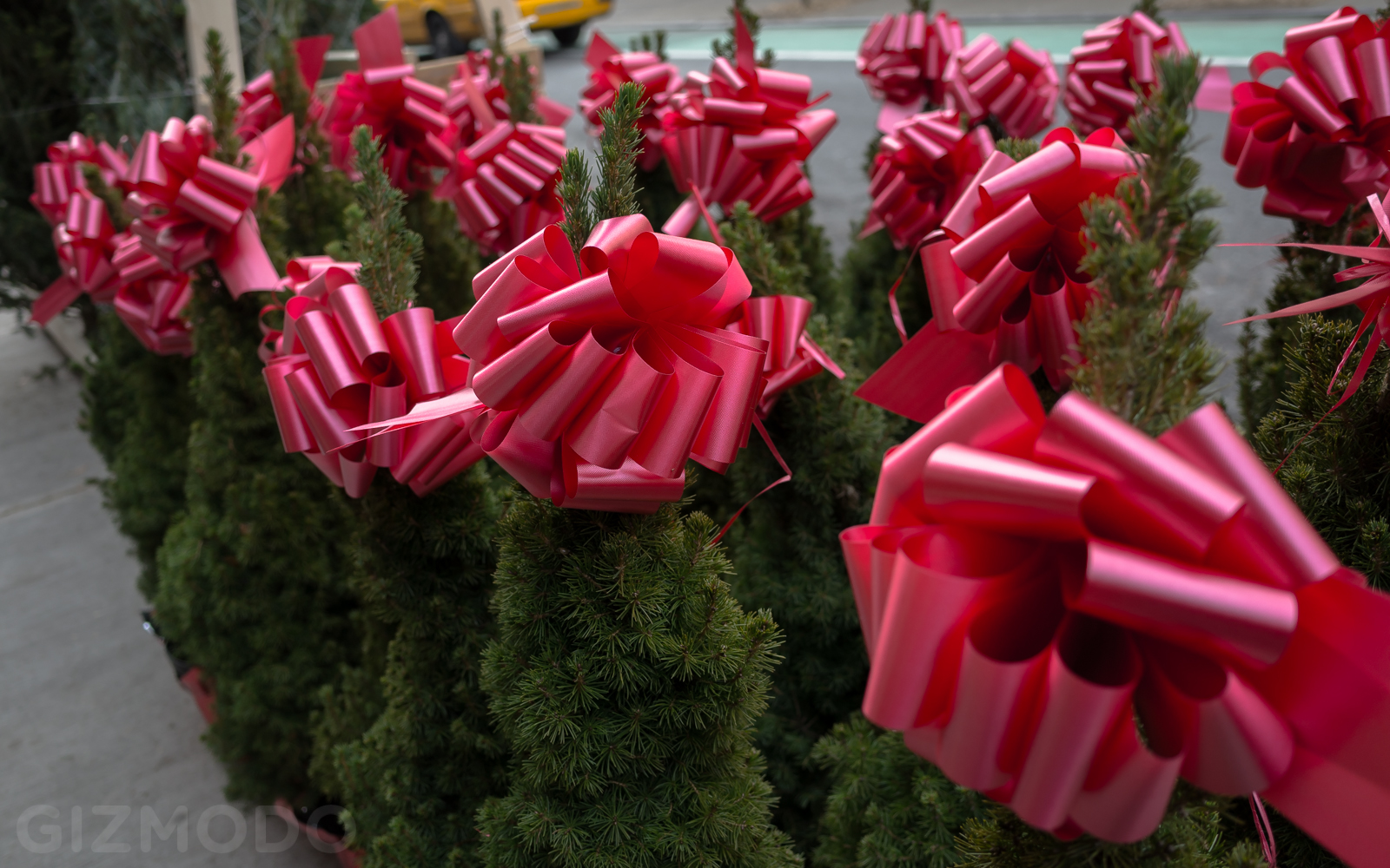 Photo Essay: NYC’s Incredible Christmas Tree Seller Subculture