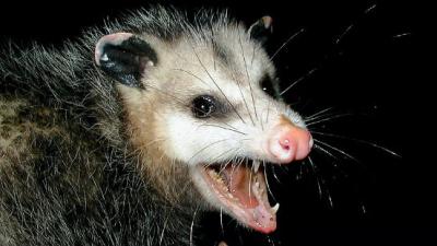 A North Carolina Town Drops A Possum At Midnight On New Year’s Eve