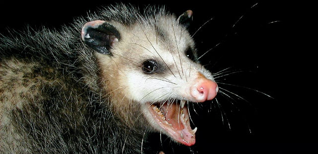 A North Carolina Town Drops A Possum At Midnight On New Year’s Eve
