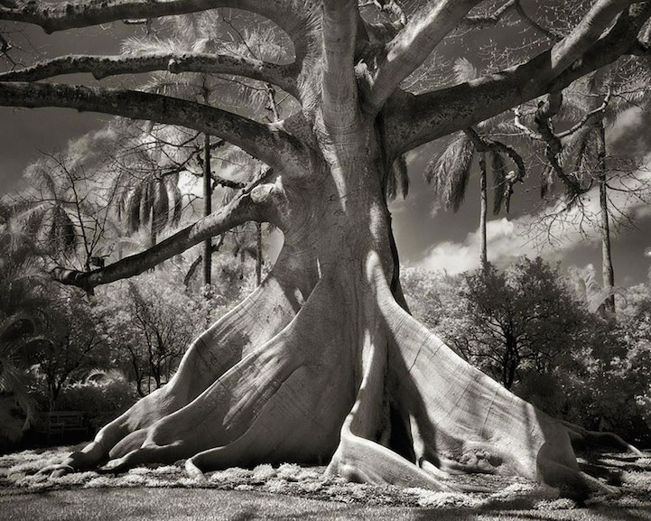 Extraordinary Pictures Of The Most Ancient Trees On Earth
