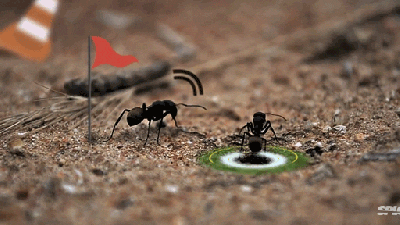 Video: The Life Of An Ant Is Just Like A Fun Video Game