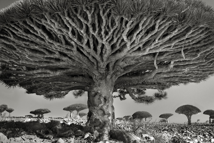 Extraordinary Pictures Of The Most Ancient Trees On Earth