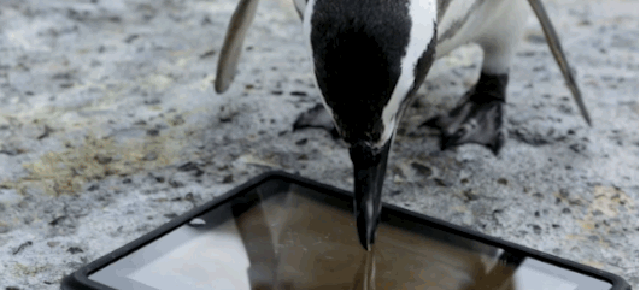 Watch Some Penguins Use An iPad (It’s As Adorable As It Sounds)