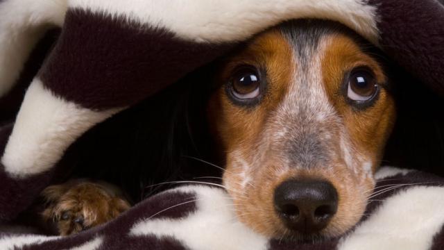 How To Keep Your Dog Safe And Warm This Winter