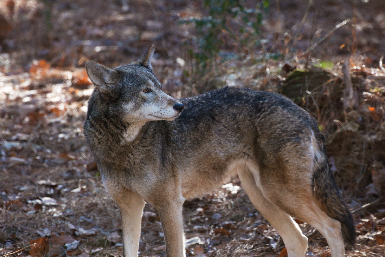 America’s Forgotten Wolf Still Lives In North Carolina
