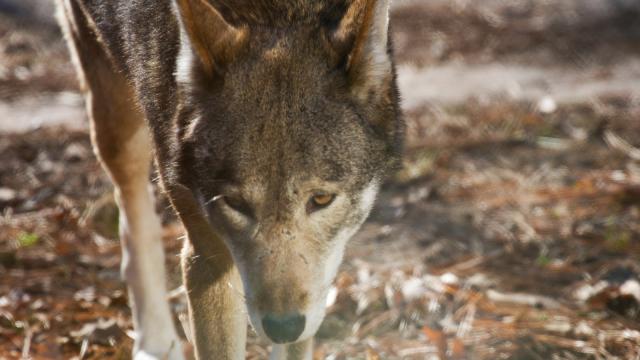 America’s Forgotten Wolf Still Lives In North Carolina