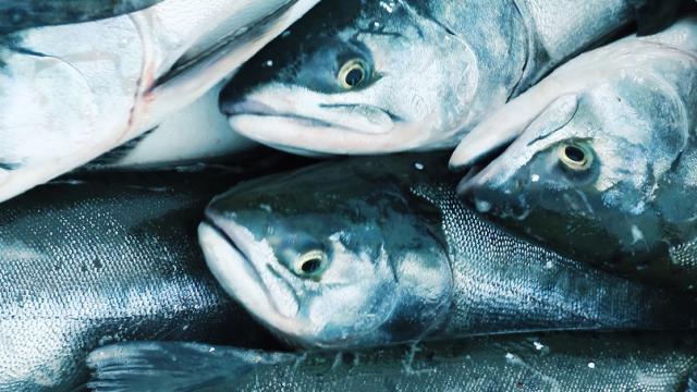 Recycling Rare Earth Metals With, Yes, Fish Sperm