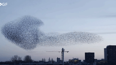 This Video Is The Most Stunning Starling Murmuration I’ve Ever Seen