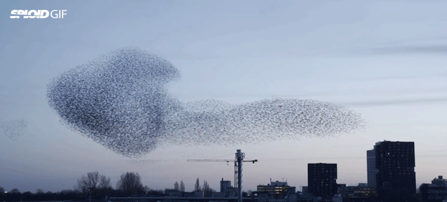 This Video Is The Most Stunning Starling Murmuration I’ve Ever Seen
