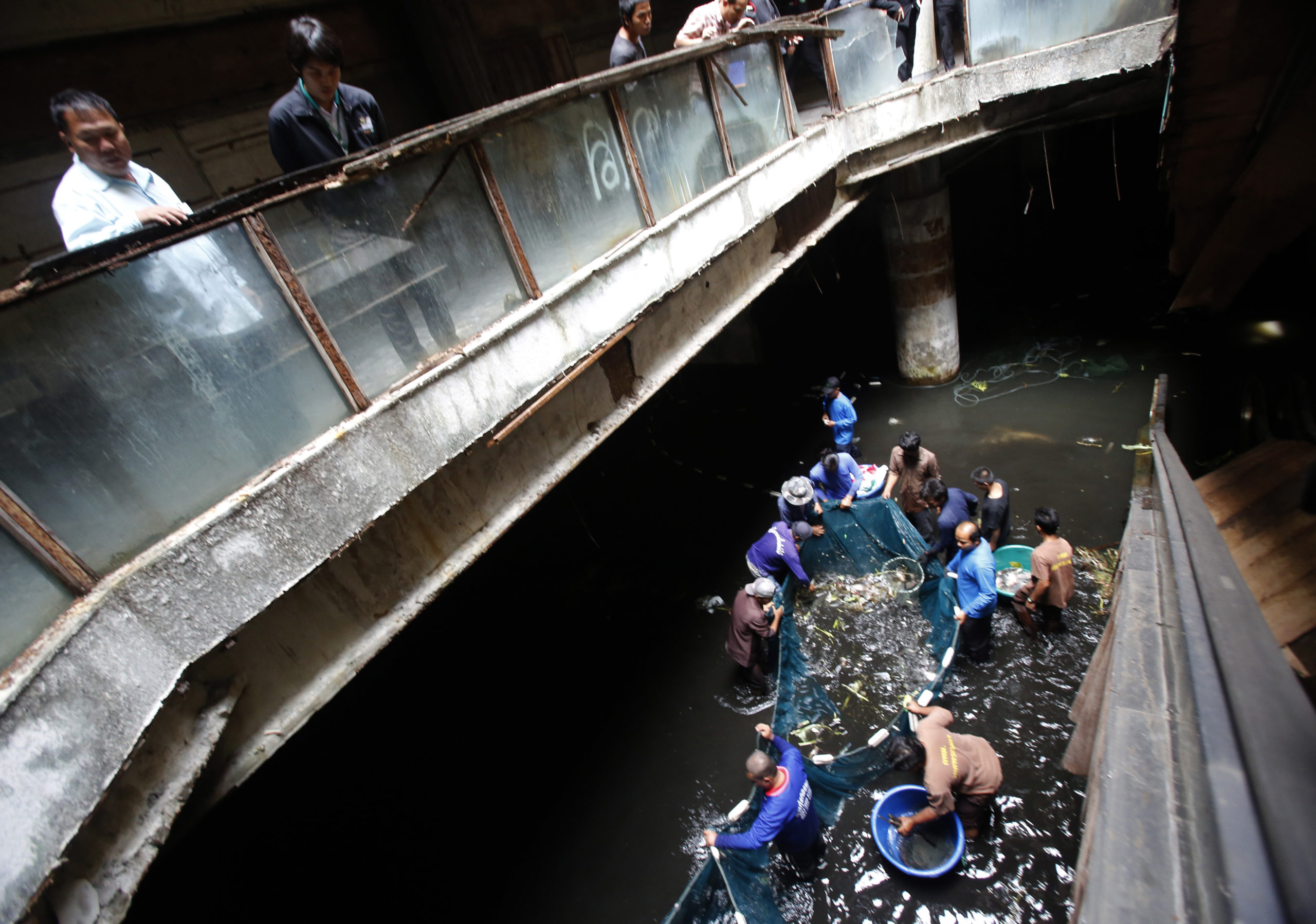 Thousands Of Fish To Be Freed From Abandoned Shopping Centre Fish Hell