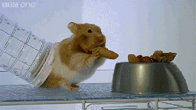 X-Ray Video Reveals How A Hamster Can Stuff So Much Food In Its Cheeks