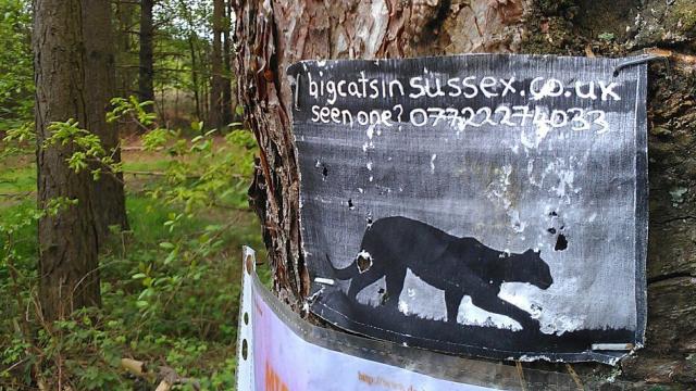 Do Mysterious Big Cats Prowl The English Countryside?