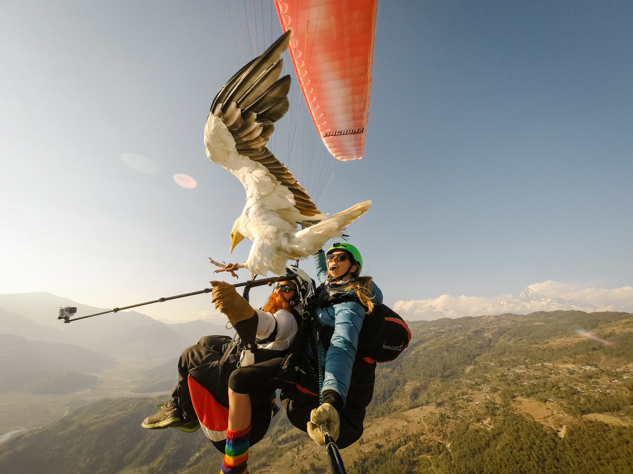 Parahawking: An Actual Sport That Mixes Paragliding And GIANT BIRDS