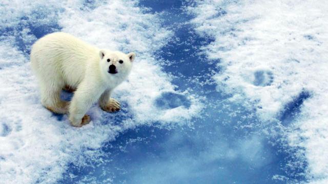 Polar Bears Can Communicate Via Footprints