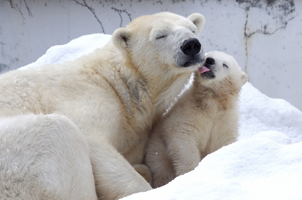Polar Bears Can Communicate Via Footprints