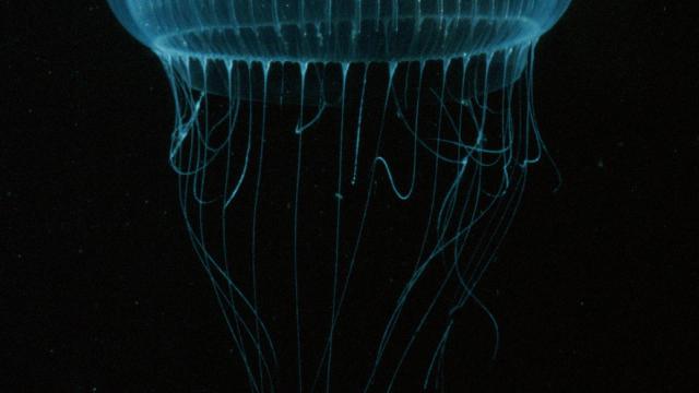 This Is Why Glowing Jellyfish Proteins Have Revolutionised Medicine