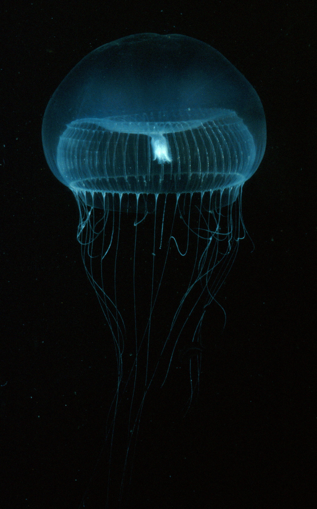 This Is Why Glowing Jellyfish Proteins Have Revolutionised Medicine